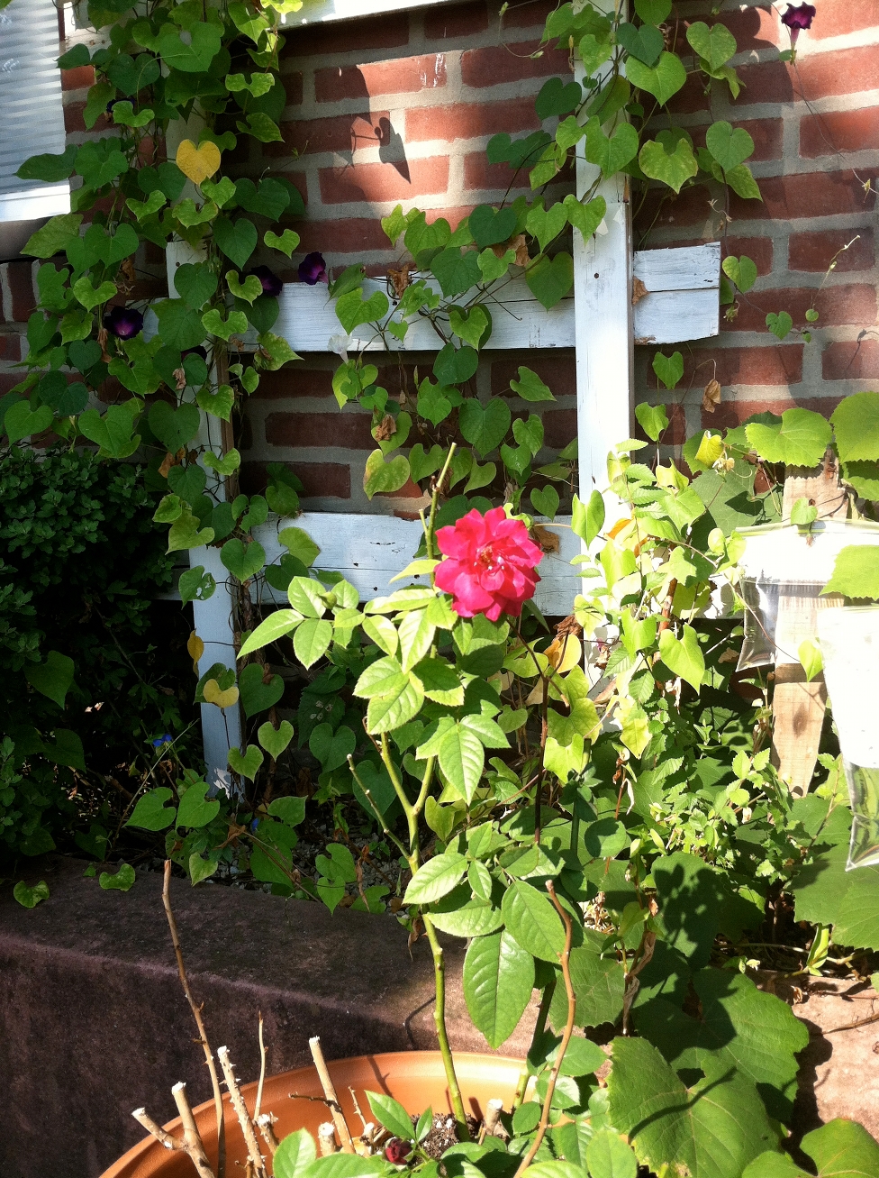 A grape vine and one of our roses.