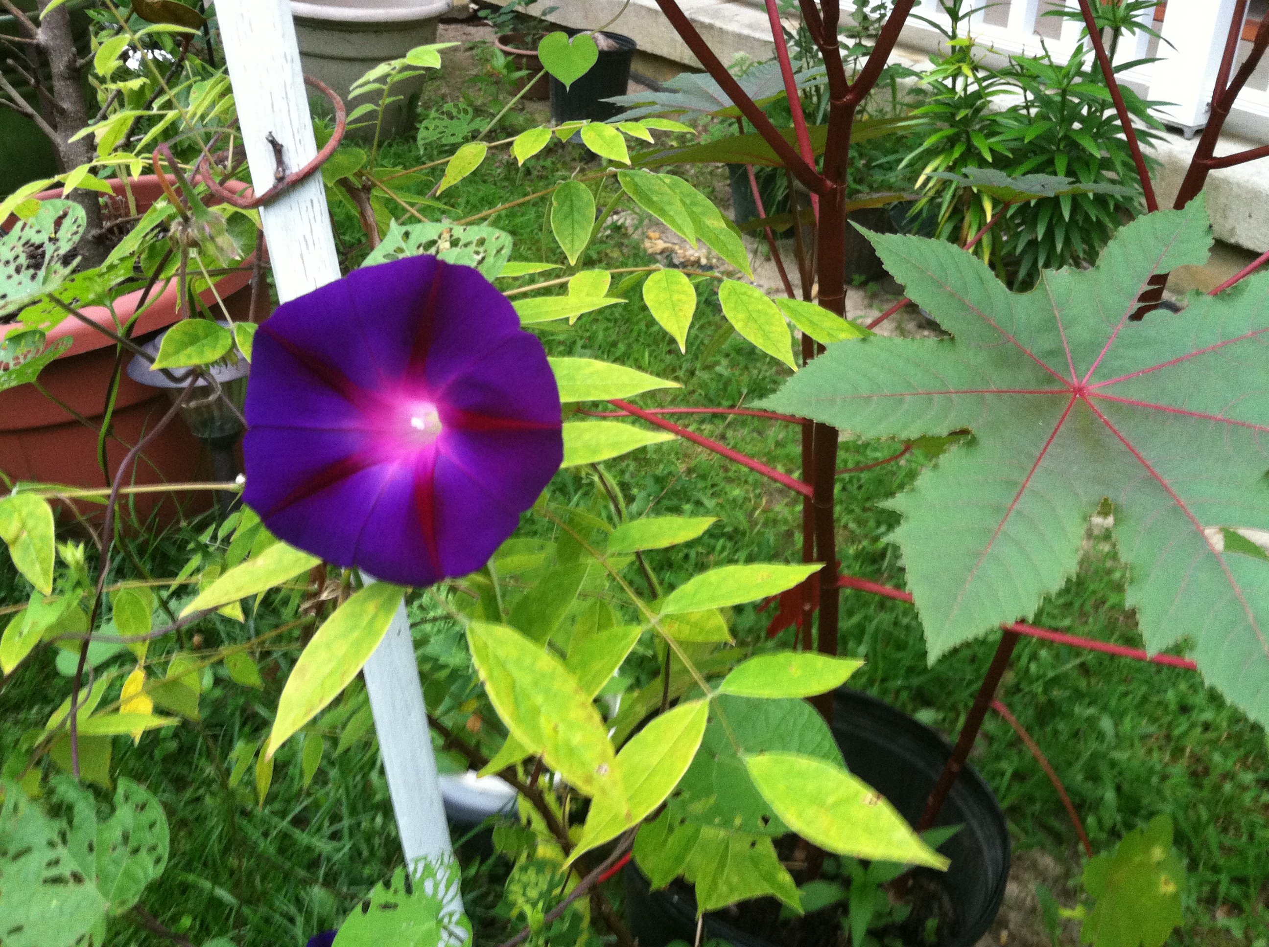 Purple Morning Glory